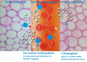 Action des antioxydants